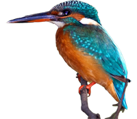 Kingfisher bird