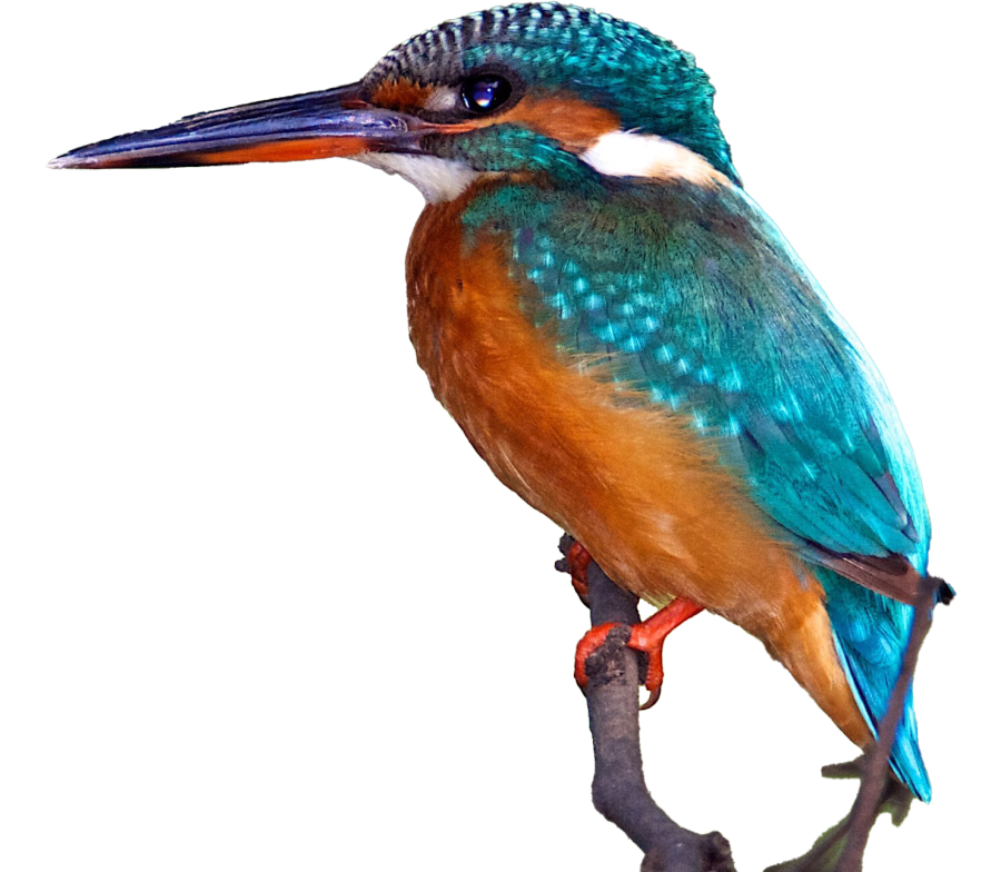 Kingfisher bird